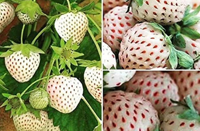 عرب خطے میں سفید اسٹرابری کی پیداوار کرنے والا سعودی عرب پہلا ملک 