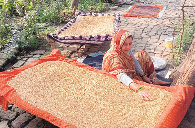 سردیوں میں سورج نظرآتے ہی خواتین چار پائی پر گیہوں پھیلا کر بیٹھ جاتی ہیں 