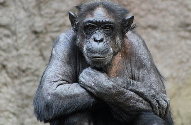 جاپان: پڑھ سکنے اور رنگوں کی پہچان کرنے والی چمپینزی کا ۴۹؍ سال کی عمرمیں انتقال