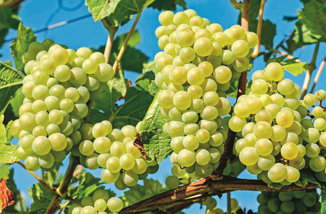 انگور:قوتِ مدافعت بڑھاتا ہے ،بیماریاں کم کرتاہے