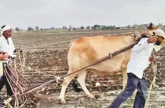 ناگپور: کسان بیل کے ساتھ خود ہل جوتنے پر مجبور