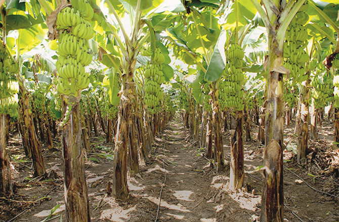 کیلے کے باغات لگائےبغیر بیمہ کروالیا گیا، کروڑوں کے غبن کی کوشش