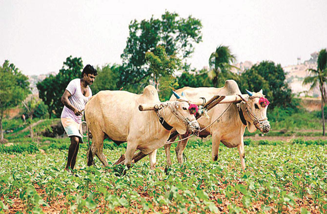  بیڑ میں ۱۴؍ ماہ کے دوران ۳۰۵؍ کسانوں نے اپنی زندگیوں کا خاتمہ کیا 