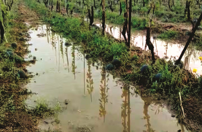 مہاراشٹر کے مختلف علاقوں میںبے موسم بارش اور ژالہ باری
