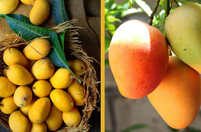 اب آم کا درخت کرائے پر لے سکتے ہیں، سیزن میں ۹۰؍ کلو آم گھر آئے گا