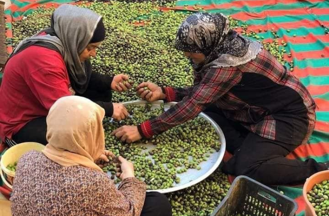 غزہ میں زیتون کی فصل جنگ سے شدید متاثر؛ پیداوار میں زبردست کمی اور زرعی اراضی تک عدم رسائی