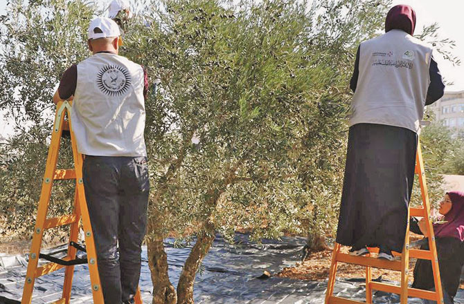 فلسطین: زیتون کی کٹائی کے موسم میں یہودی آباد کاروں کے حملے بڑھ گئے 