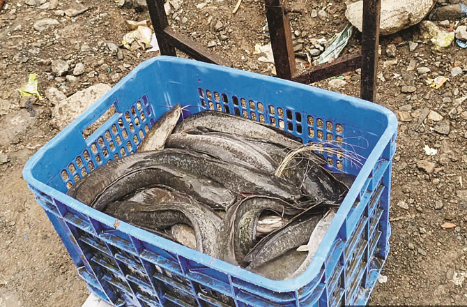 بھیونڈی: ۱۷۵؍کلو ممنوعہ مانگور مچھلی کا بڑا ذخیرہ ضبط