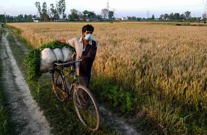 Jalandhar Farm - Pic : PTI