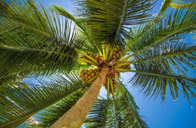 Palm Tree - Pic : INN