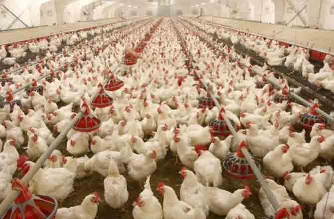 Poultry Farming - Pic : INN