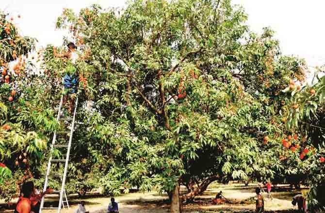 Lychee Tree - Pic : Inquilab