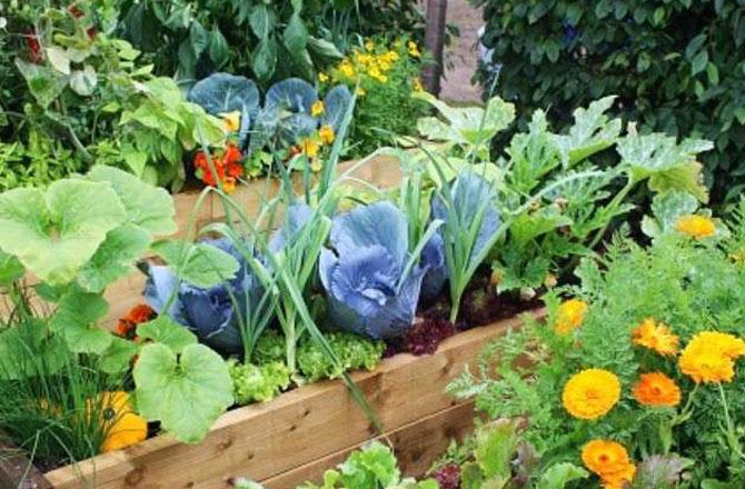 Gardening - Pic : INN