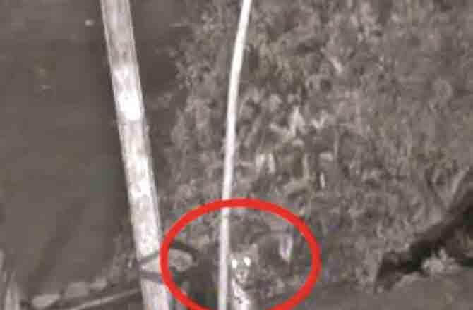 Leopard Seen in CCTV Footage