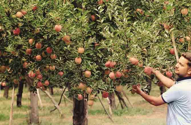 Kashmir Apple
