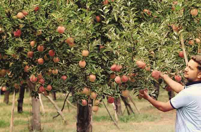 Kashmir Apple