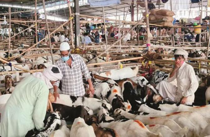 Between 15,000 and 20,000 sacrificial goats have been brought to Kalyan Mandi for sale.Picture:INN