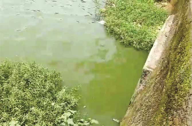 Contaminated drainage water can be seen in warla Pond.Picture:Inquilab