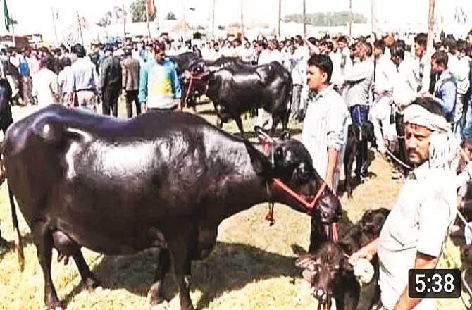 Large animal sacrifices continue at the Deonar altar.Picture:Inquilab