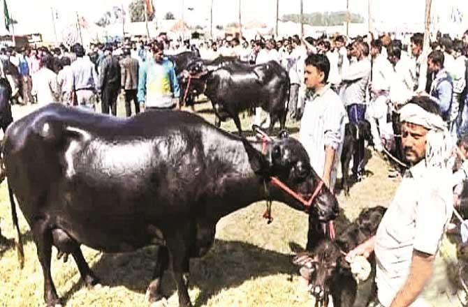 In Deonar, 900 large animals are allowed to be sacrificed during 3 days.Picture:Inquilab