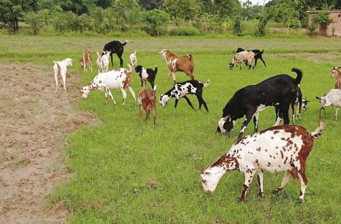 Azamgarh: Sacrificial goats are grazing in Manjir Patti village. Photo: Revolution .Picture:Inquilab