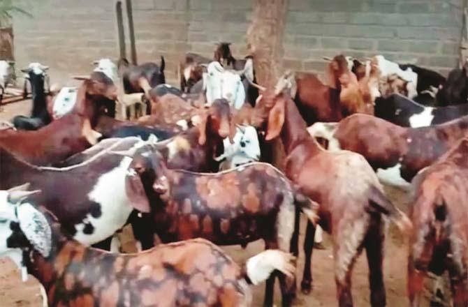 A large number of goats have come to the streets.Picture:Inquilab
