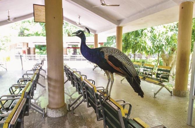 Lucknow: A view of a zoo on the last day of the Corona Curfew..Picture:PTI