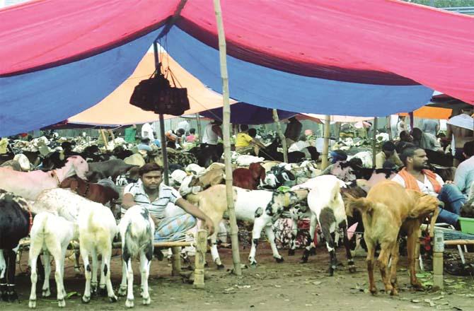 Many questions are circulating in the minds of traders regarding the importation of animals in Deonar.Picture:PTI