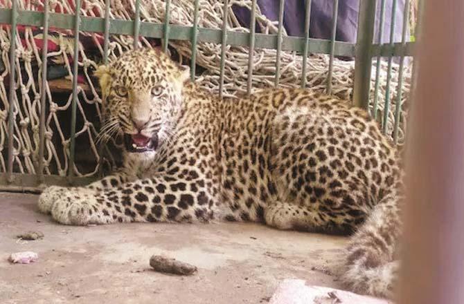 16 leopards have been spotted in Kashmir in a week.Picture:PTI