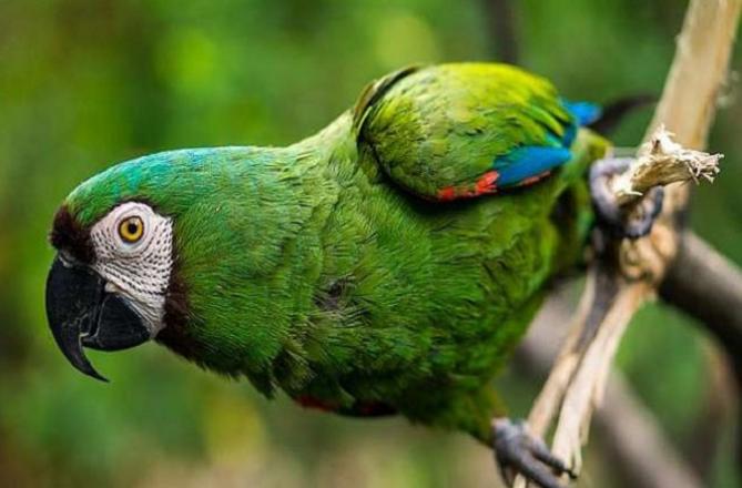 Parrot.Picture:INN