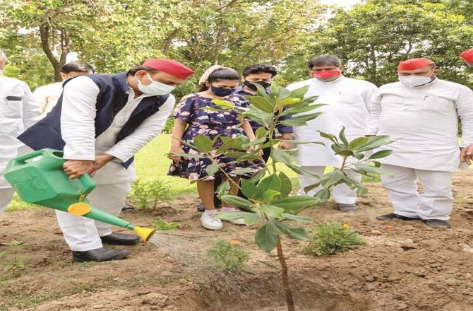 SP chief Akhilesh Yadav and others engaged in tree planting.Picture:PTI