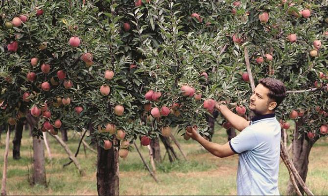 It is claimed that the income of apple farmers has increased up to 3 times..Picture:INN