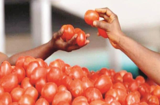Action will be taken against hoarders in view of rising tomato prices