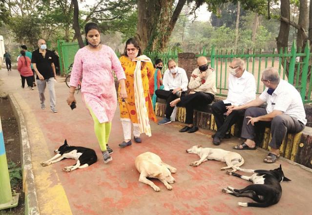 People in Bhiwandi are worried about the number of stray dogs..Picture:INN