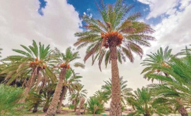 In the scorching heat of the day, the crops were ready in the palm groves and the hands of the Muslims were empty..Picture:INN