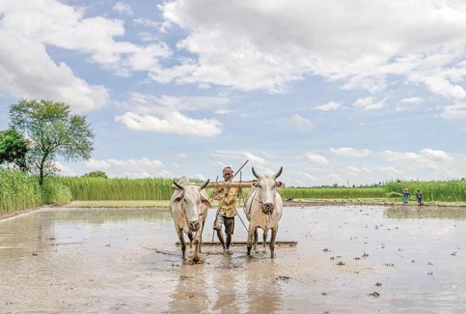  Villagers also got employment during paddy harvest after rains.Picture:PTI