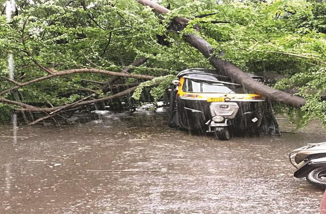 The auto-rickshaw was severely damaged by the falling tree.