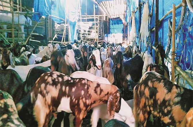 Goats tied to Deonar can be seen