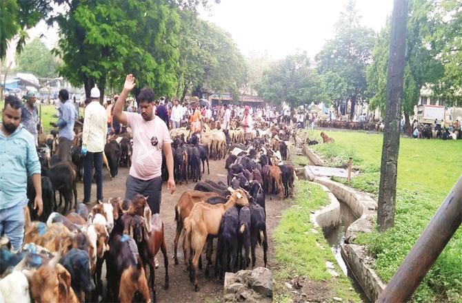 Ordinary goats brought for meat supply can be seen in Deonar Slaughter House.