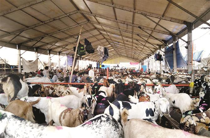 Even on the last day of the sacrifice, there were many goats in the Deonar altar.