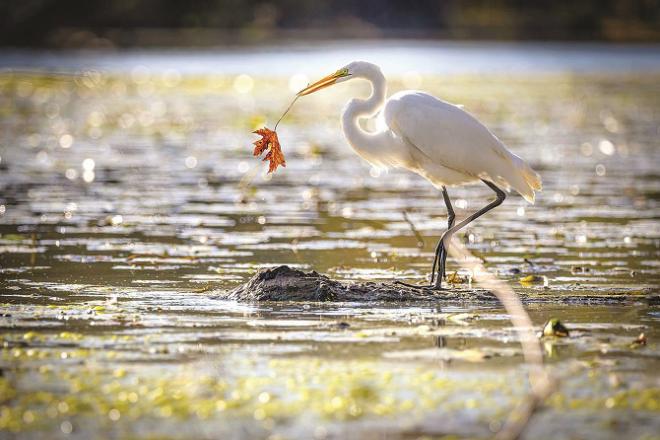 Smart heron.Picture:INN