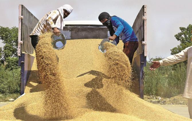 India has shocked many countries by banning wheat exports.Picture:INN