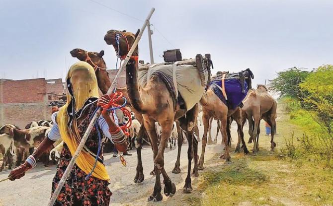 Cattle breeders from Rajasthan have also brought their camels to Ottawa..Picture:INN