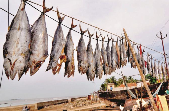 This year`s Diwali season, fishermen have got good profits and the demand for dried fish has increased