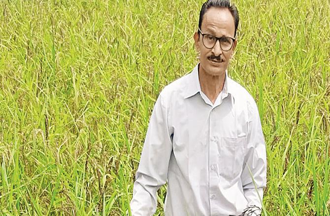 NB Jadhav has experimented with black rice cultivation in his field and the crop is expected to be good