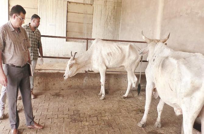 Officers of Animal Husbandry Department inspecting bulls
