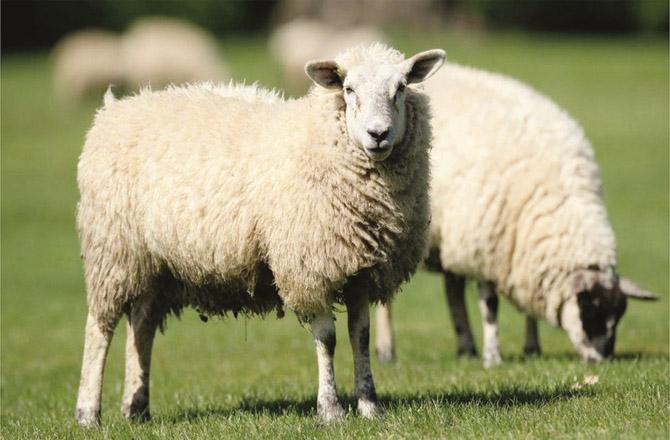 Bonded laborers are used to herd sheep