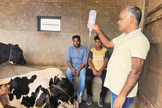 A farmer treating his cow suffering from limpy disease Animal husbandry department is on alert mode. .Picture:INN