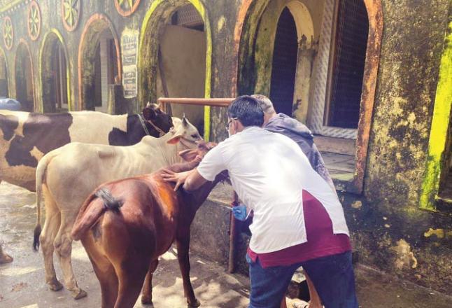 Doctors in M ​​East Ward vaccinating animals against Lumpy Virus .Picture:INN