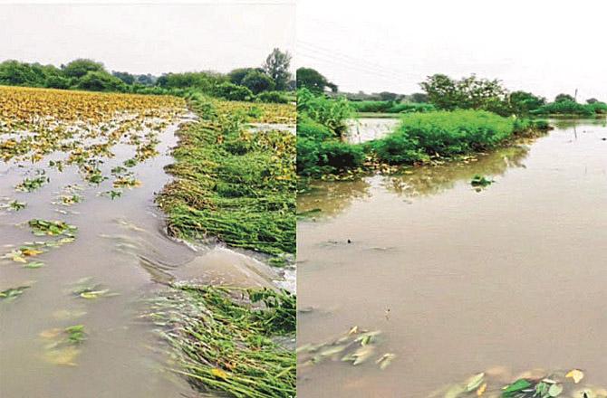 Crops have been wiped out in many areas, with tar, cotton and maize crops covered in soil.